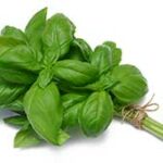 basil_2535737_250